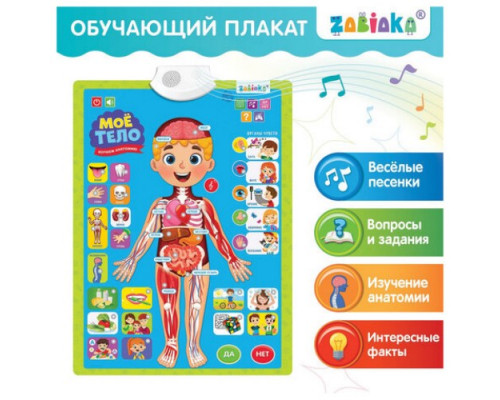 Плакат детский музыкальный обучающий "Изучаем анатомию: Моё тело" 55*41см Zabiaka